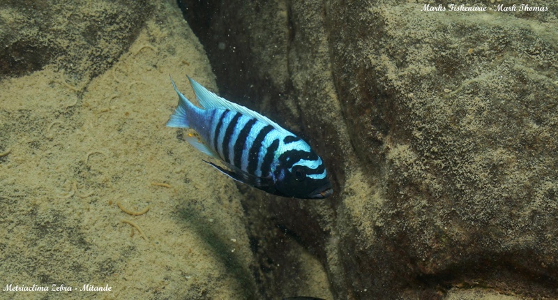 Maylandia zebra 'Mitande Reef (Rocks)'